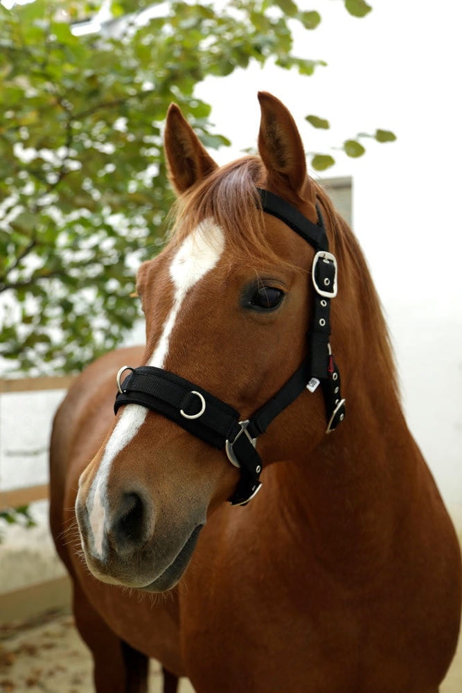 Kawecan dla konia czarny Covalliero - Cavalo